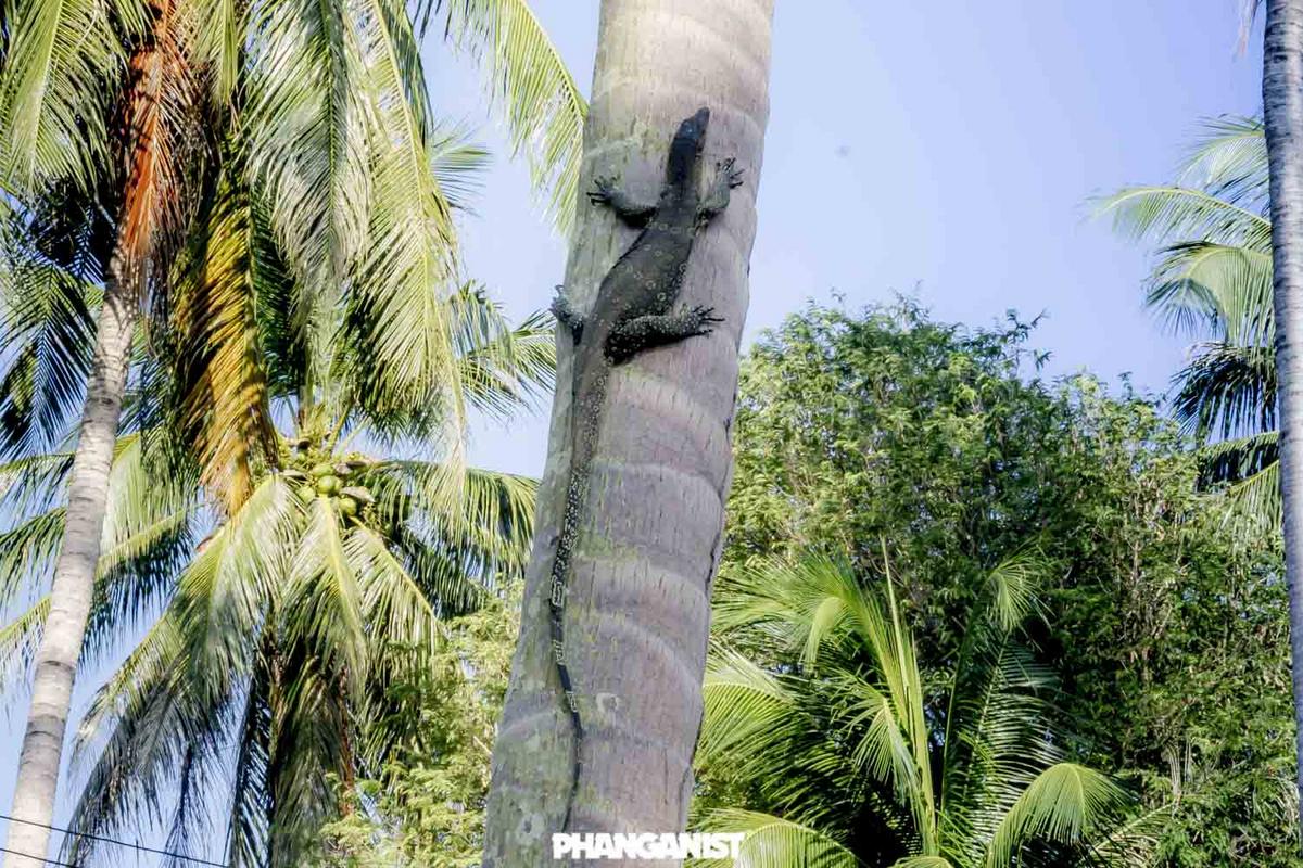 Majestic Monitor Lizards on Koh Phangan Koh Phangan Online Magazine
